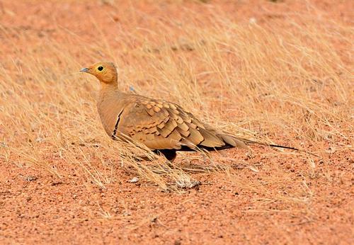 Red-bellied Sandgrouse Abu Dhabi