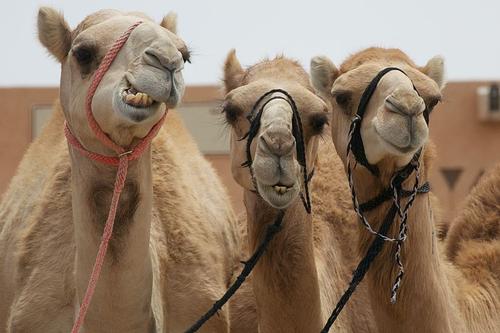 Camel market Al Ayn Abu Dhabi