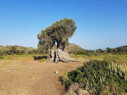 Olive tree Aegina