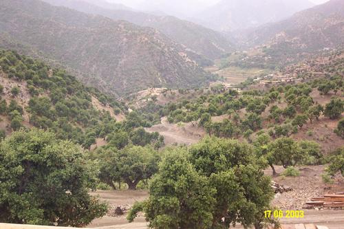 Vegetation Kunar Province, Afghanistan