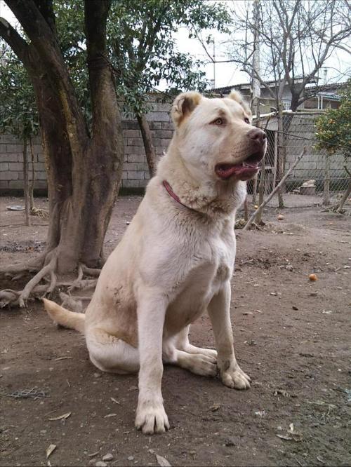 Kuchi, dog species from Afghanistan