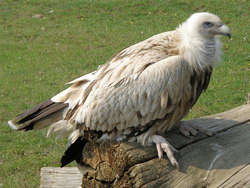 Himalayan vulture, almost extinct in Afghanistan