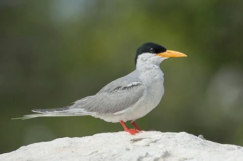 River Tern, almost extinct in Afghanistan
