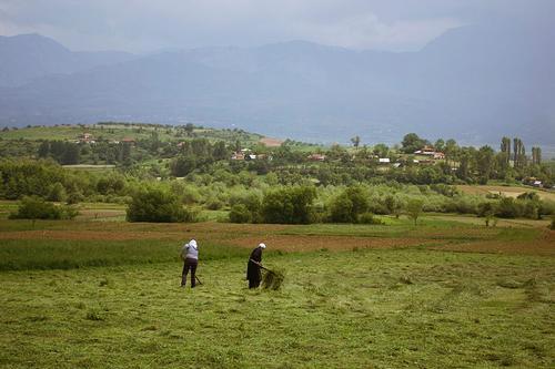 Agriculture Albania