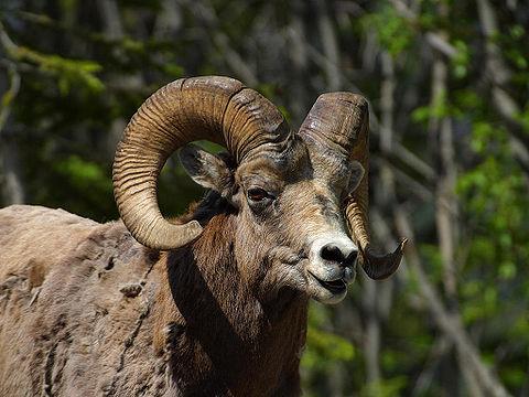 Bighorn Sheep, the 'national' animal of Alberta 