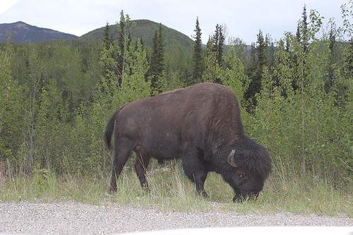 Forest Bison