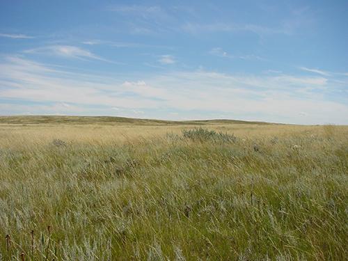 Alberta Prairie Landscape