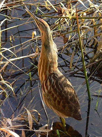 North American Bittern