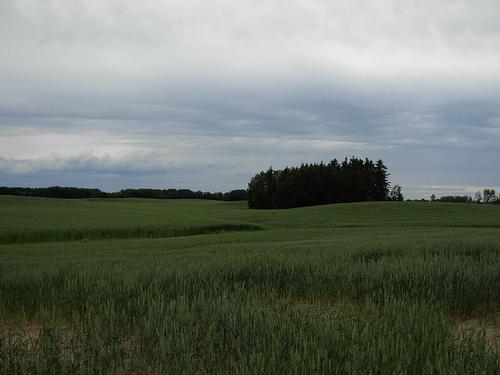 Alberta Wheat Fields