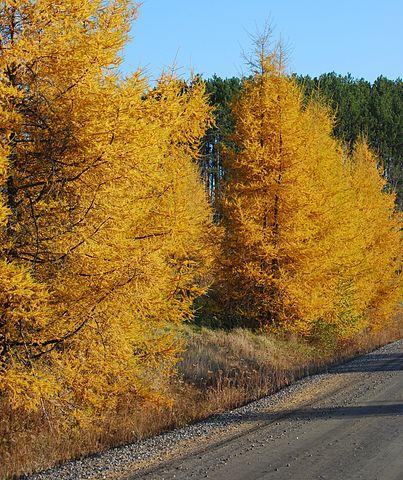 Larix laricina or tamarack in fall outfit