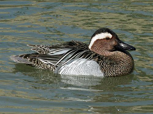 Male Gargeney