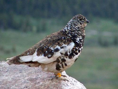 White-tailed Snowgrouse