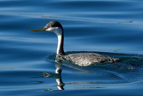 Swan-necked Grebe