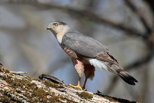 Coopers sparrowhawk