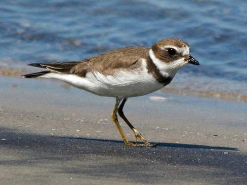 Great Ringed Plover