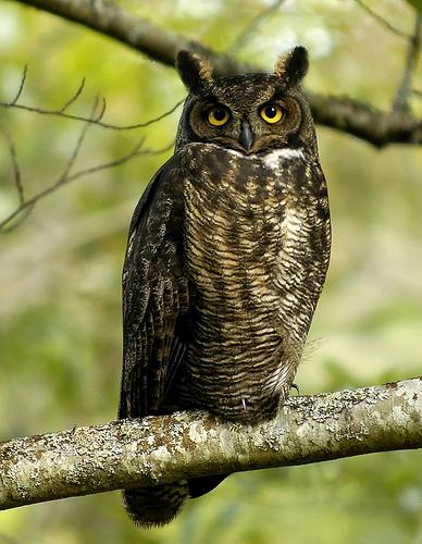 American Eagle Owl, 'national' bird of Alberta 