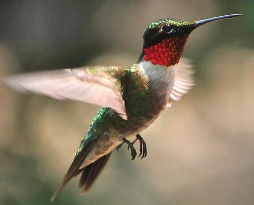 Ruby-throated Hummingbird