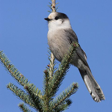 Canadian long jay