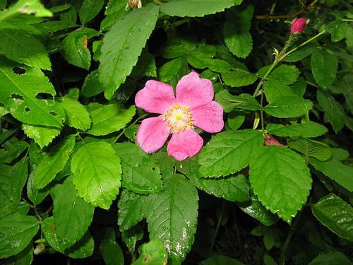 Rosa acicularis of wild rose, official flower of Alberta 