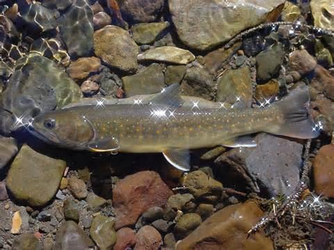 Salvelinus confluentus of 'bull trout ', provincial symbol of Alberta 