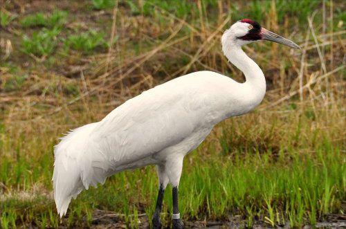 Trumpeter Crane