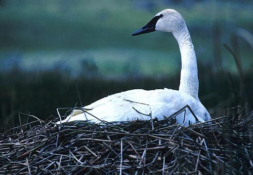 Nesting trumpet swan