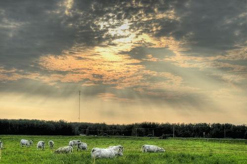 Alberta Cattle