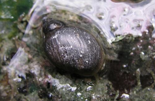 Physella johnsoni or Banff Springs snail, unique in Alberta but also in the world 