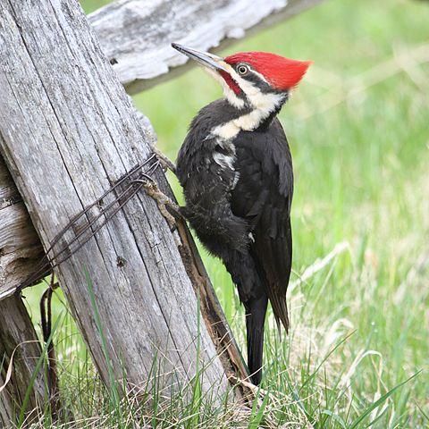 North American helmeted woodpecker