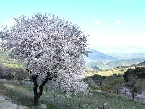 Almond Trees Algarve