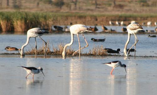 Flamingos Algarve