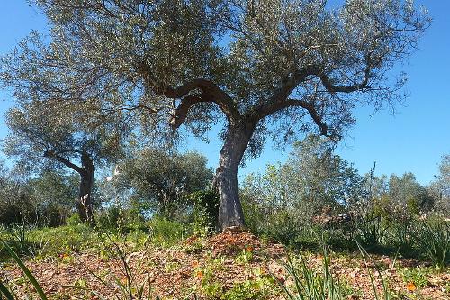 Olive trees, Algarve