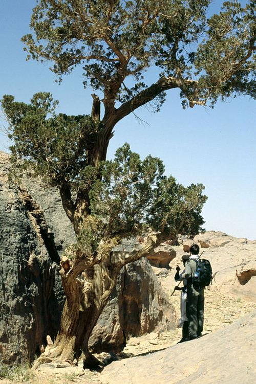 The Sahara cypress is a of oldest trees in the world 
