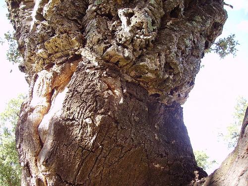 Cork Oak Algeria