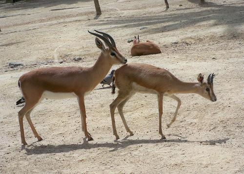 Dorcasgazelles Algeria