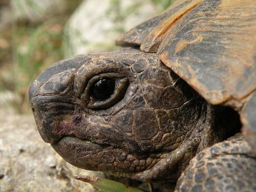 Spurr-tighed Tortoise, Algeria