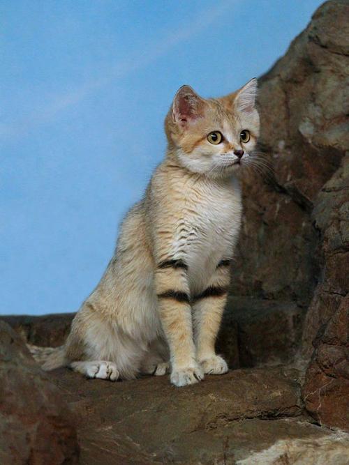 Desert cat or sand cat