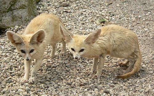 Fennec fox or desert fox, national animal of Algeria