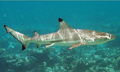 Blacktip Shark, Algeria