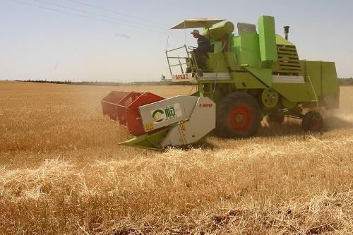 Harvest with a combined harvester in Algeria 