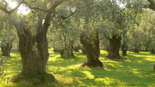 Olive grove, Algeria