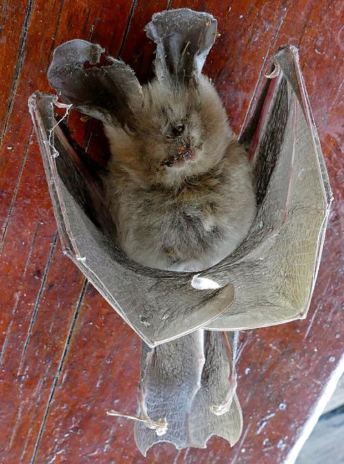 Deceased Theban Splenosed bat 