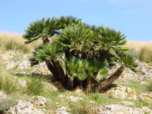 European dwarf palm, the only native palm species of Algeria 