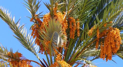 Date palm is full of dates