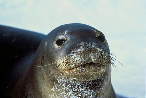 Monk Seal Alonissos