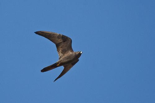 Eleonara's Falcon Aegina