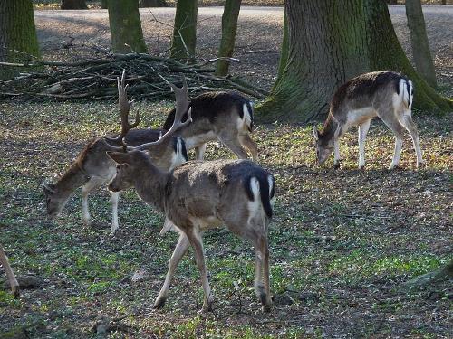 Fallow Deer Alsace