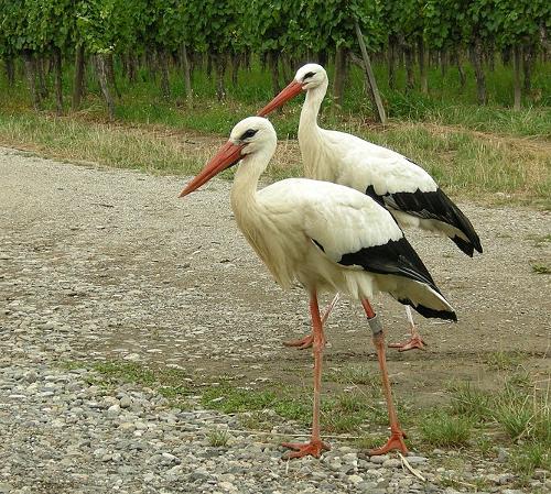 Alsace Storks