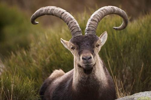 Iberian Capricorn Andorra