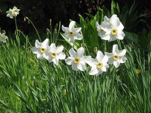Narcissus Poeticus, Andorra